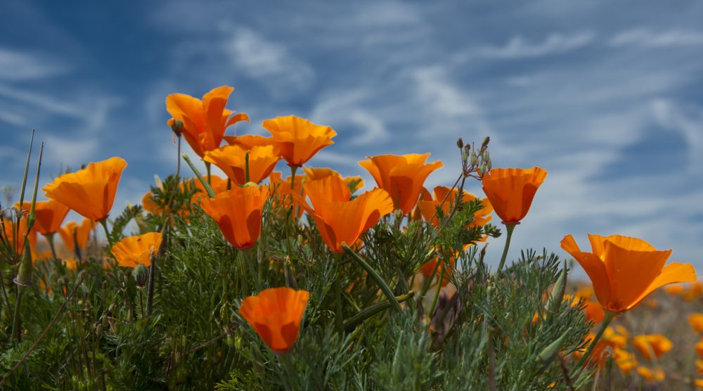 Antelope Valley Counseling